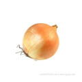 Cheap Onion